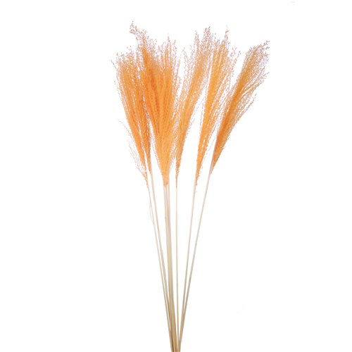 70cm Dried Miscanthus Orange 10 stems Dried Flowers Titleys