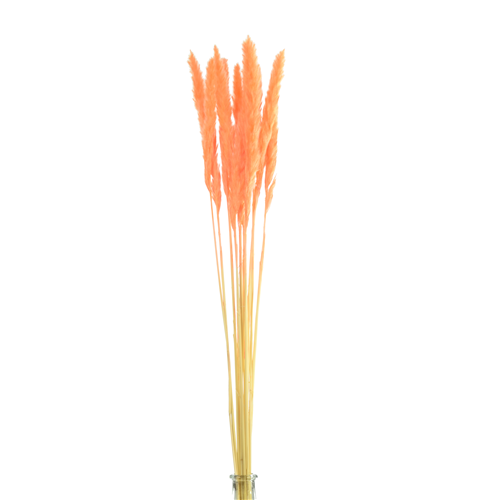 70cm Dried Pampas Grass Orange 10 stems Dried Flowers Titleys