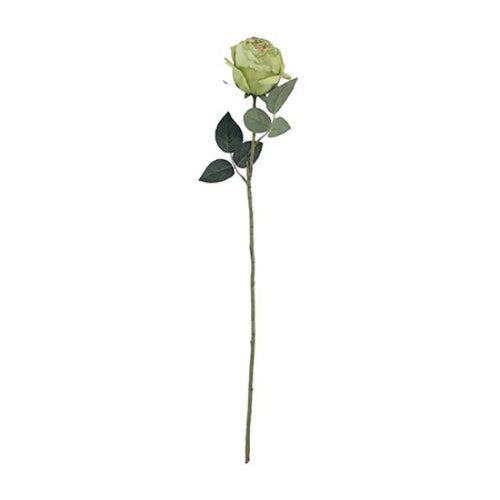 67cm Premium Globe Rose - Single Stem - Sage Green