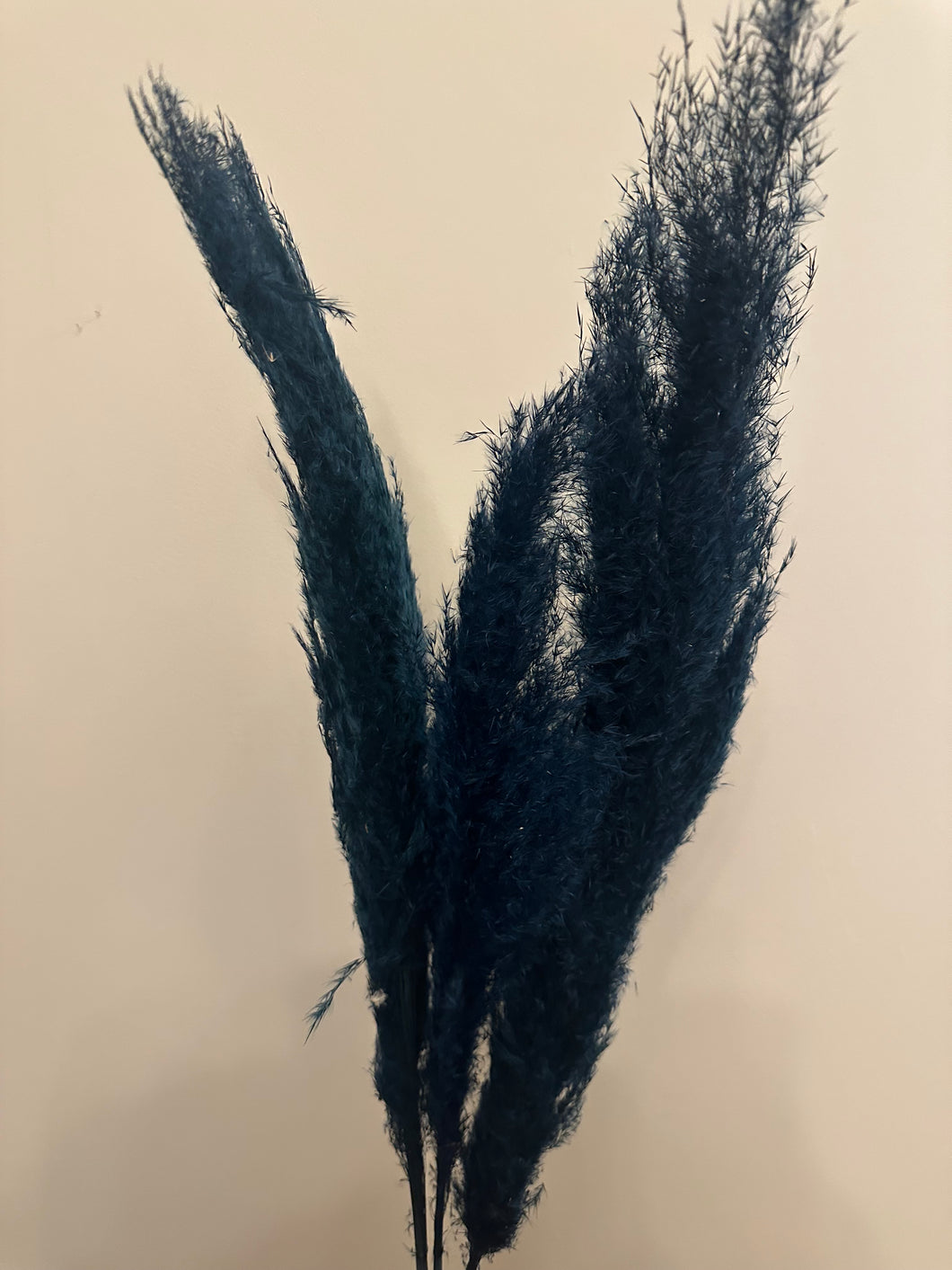 FLASH SALE PRODUCT - 60cm Pampas Grass - Navy (3 Stems)