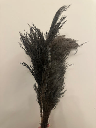 FLASH SALE PRODUCT - 60cm Pampas Grass - Black/Grey/Dark Tone (3 Stems)
