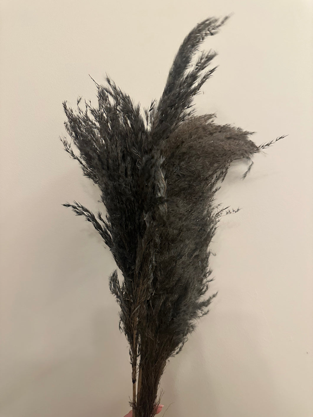 FLASH SALE PRODUCT - 60cm Pampas Grass - Black/Grey/Dark Tone (3 Stems)