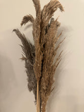 Load image into Gallery viewer, FLASH SALE PRODUCT - 60cm Pampas Grass - Natural Beige (3 Stems)