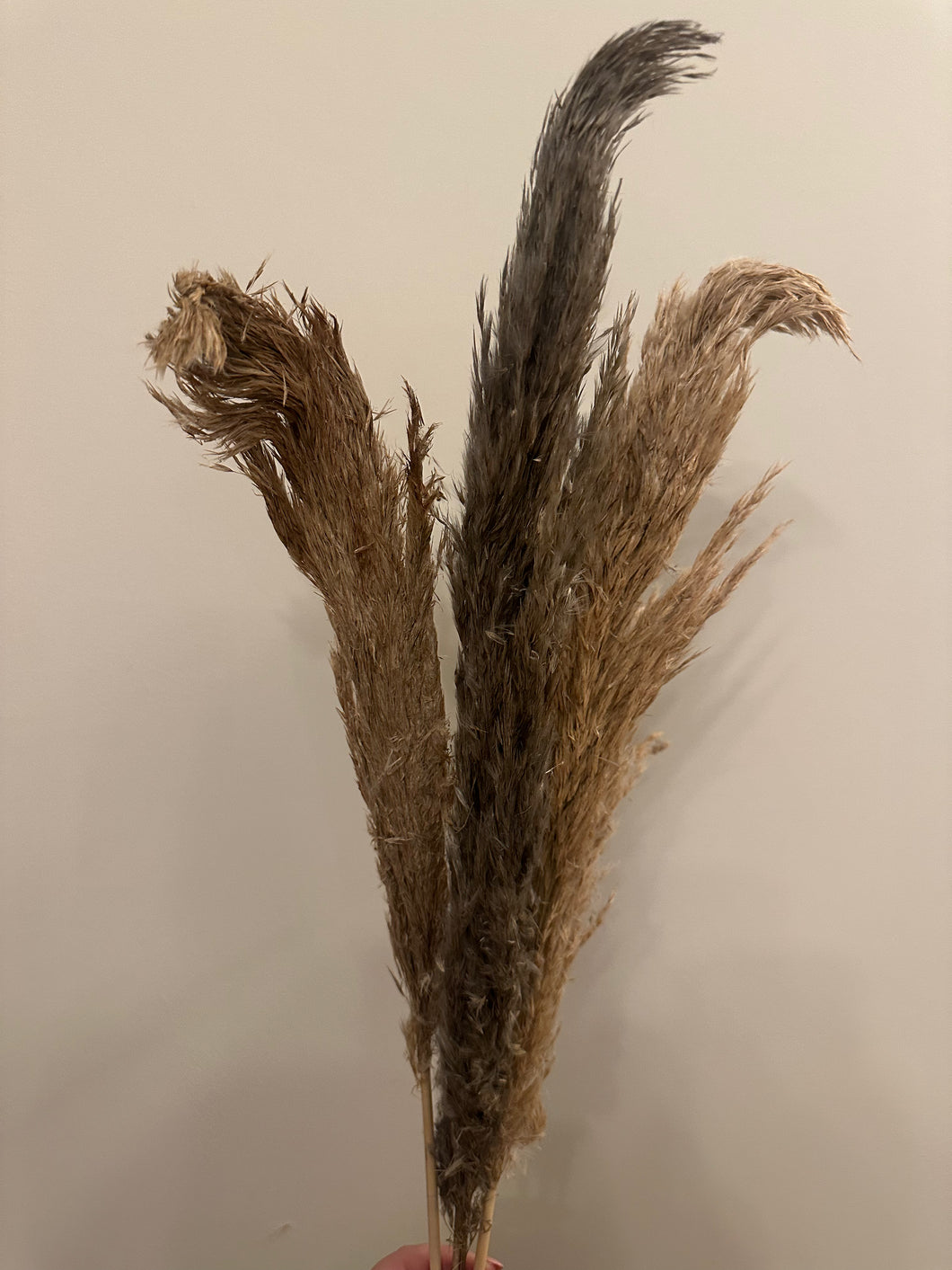 FLASH SALE PRODUCT - 60cm Pampas Grass - Natural Beige (3 Stems)