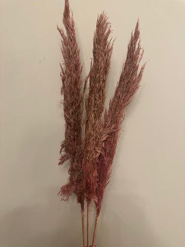 FLASH SALE PRODUCT - 60cm Pampas Grass - Pink (3 Stems)