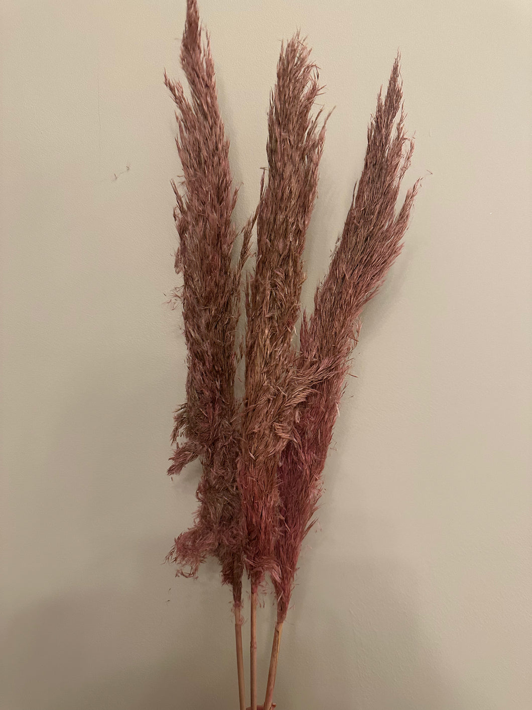 FLASH SALE PRODUCT - 60cm Pampas Grass - Pink (3 Stems)