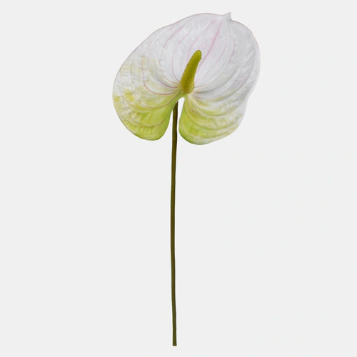 62cm White/Green Anthurium Single Stem - Artificial Flower