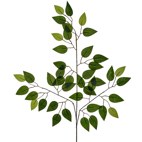 Bunch of 12 Stems - 60cm Green Ficus Branch