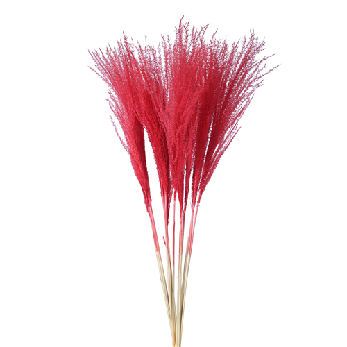 70cm Dried Miscanthus Dark Red - 10 stems - Dried Flowers