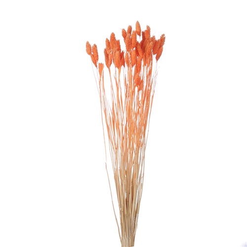 65cm Dried Phalaris Orange - Approx 50 stems - Dried Flowers