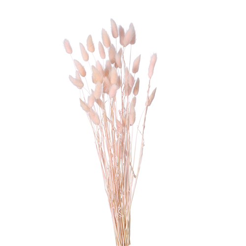 60cm Dried Lagurus Bunnys Tails Light Pink - Approx 50 stems - Dried Flowers