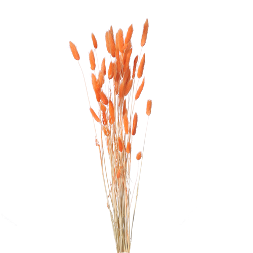 60cm Dried Lagurus Bunnys Tails Orange - Approx 50 stems - Dried Flowers
