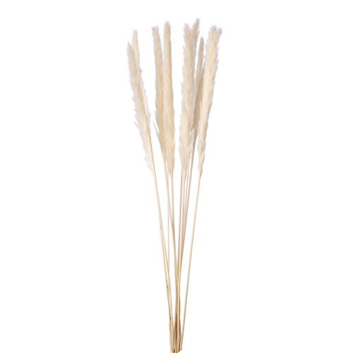 70cm Dried Pampas Grass Ivory/White - 10 stems - Dried Flowers