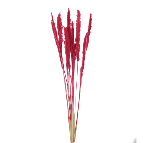70cm Dried Pampas Grass Dark Red - 10 stems - Dried Flowers