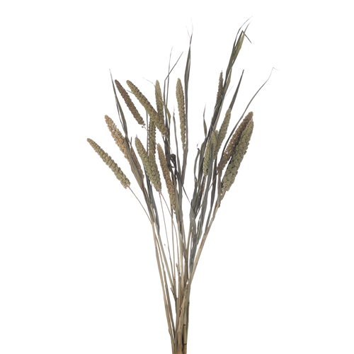 70cm Dried Millet Natural - 10 stems - Dried Flowers