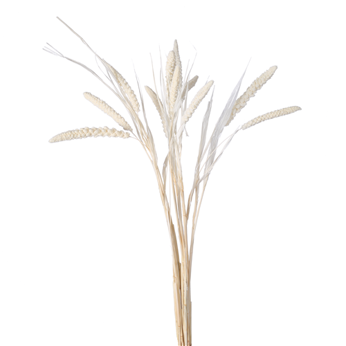 70cm Dried Millet Ivory/White - 10 stems - Dried Flowers – Titleys ...