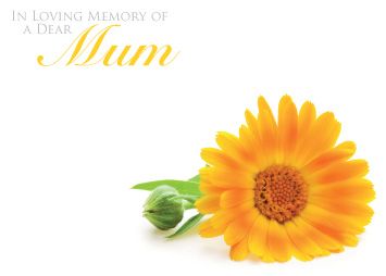 1 x Pack Large In Loving Memory of a Dear Mum Card - Funeral / Memorial Yellow/Orange Daisy Floral Design