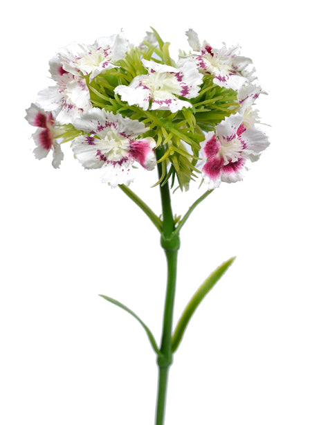 43cm White/Pink Sweet William Single Stem - Artificial Flower