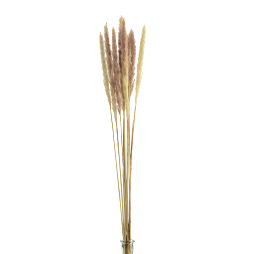 70cm Dried Pampas Grass Natural - 10 stems - Dried Flowers