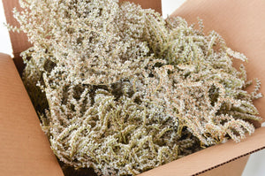 2kg Box of Dried Statice Limonium - Xmas Christmas Wreath Making