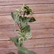 Load image into Gallery viewer, 67cm Euphorbia Marginata Spray - Foliage Artificial