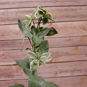 67cm Euphorbia Marginata Spray - Foliage Artificial