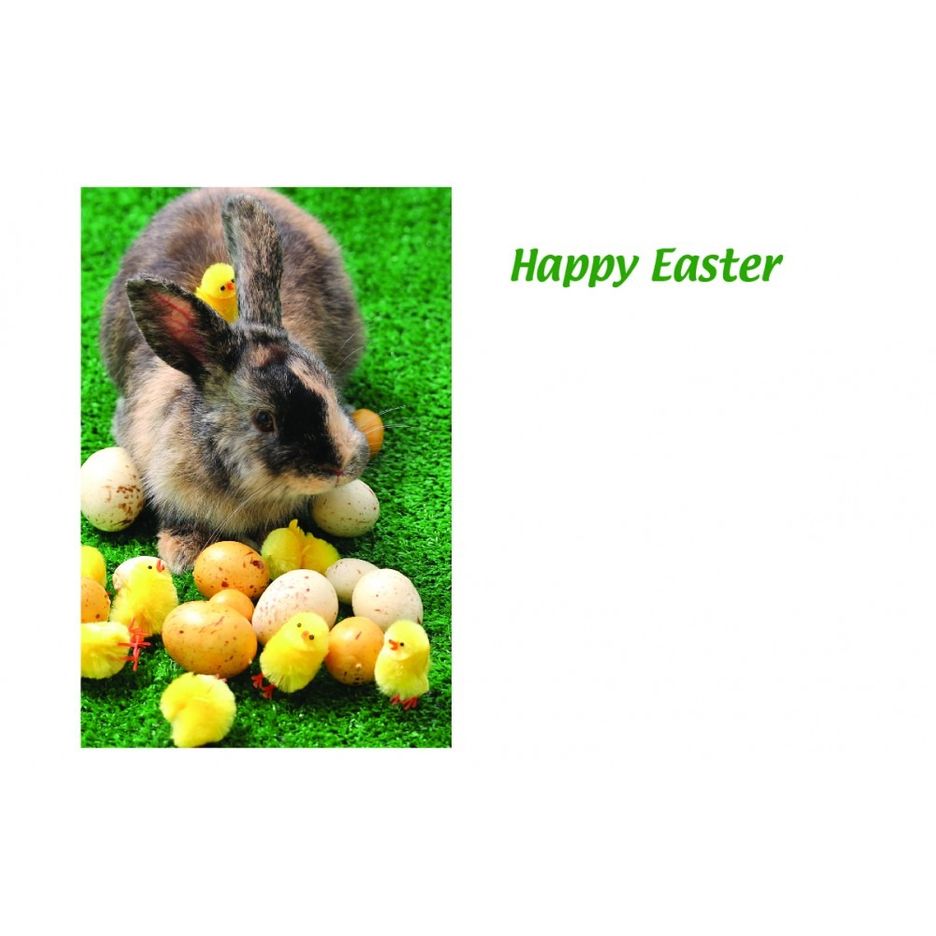 50 x Happy Easter Greeting Card - Easter Chick Bunny Decoration Floral Design
